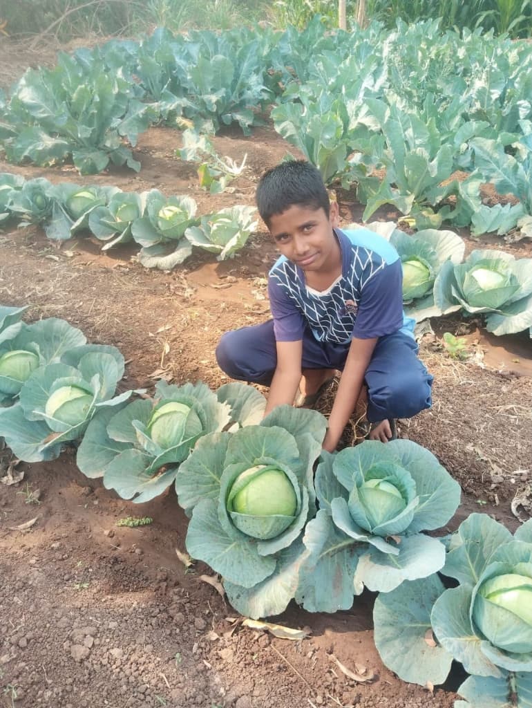 ताजी कोबी (Cabbage)